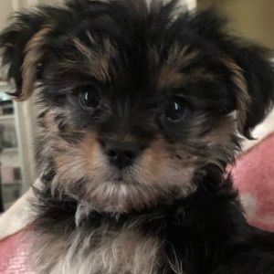 Meet your Posher, Yuri